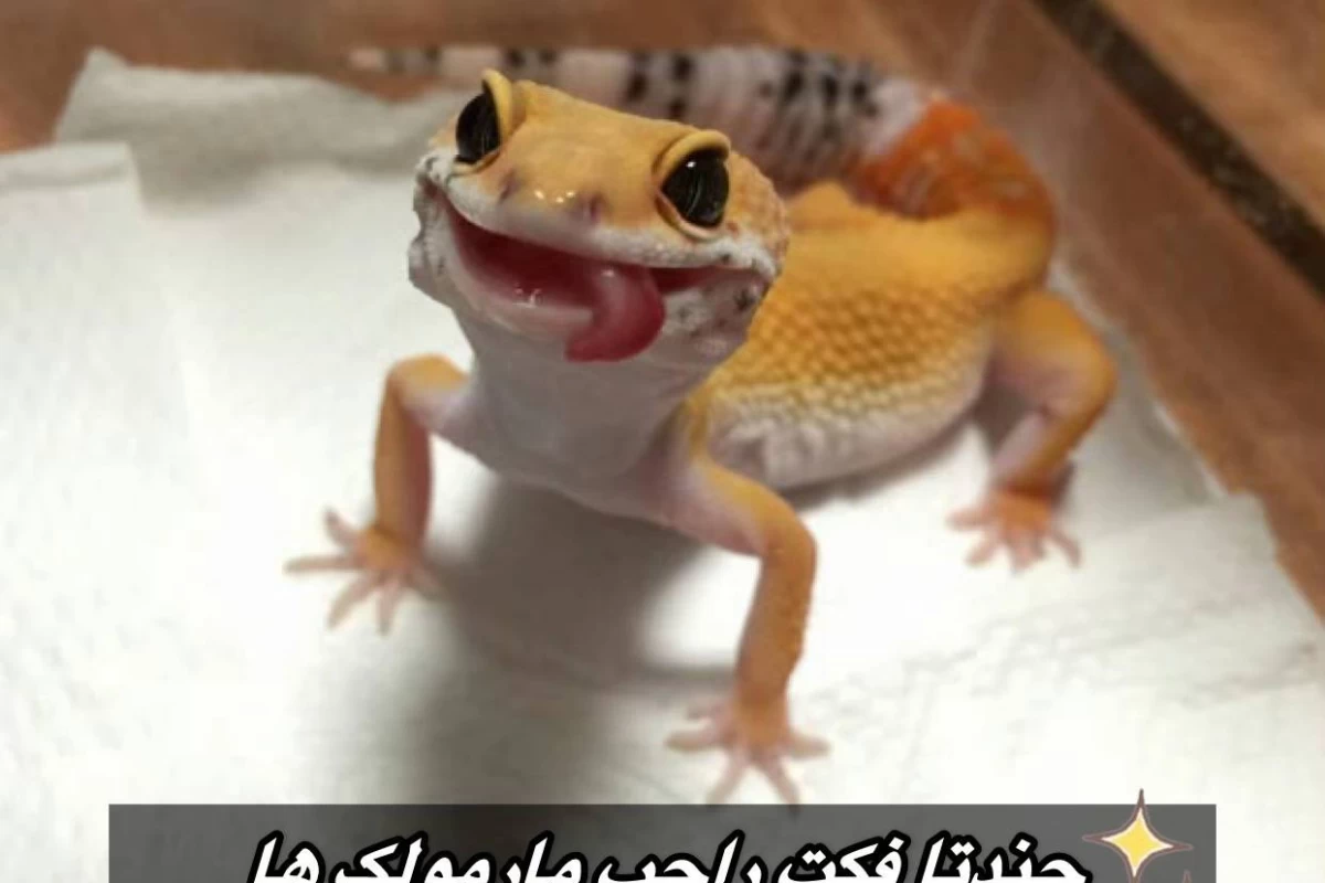 عکس فکت از مارمولک ها