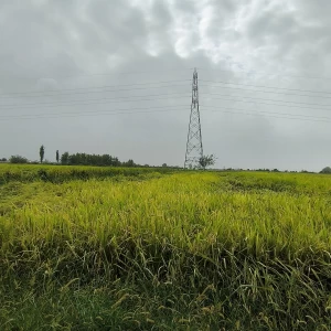کاور