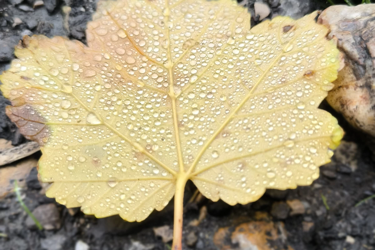 عکس در من ترانه ای نبود