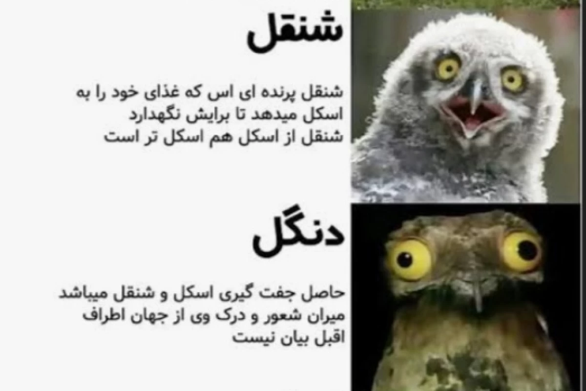 عکس میم²