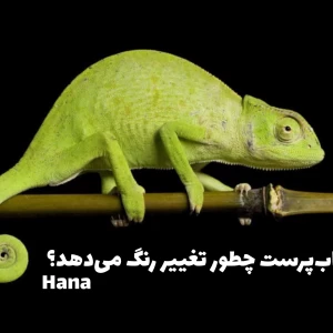 کاور