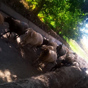 کاور