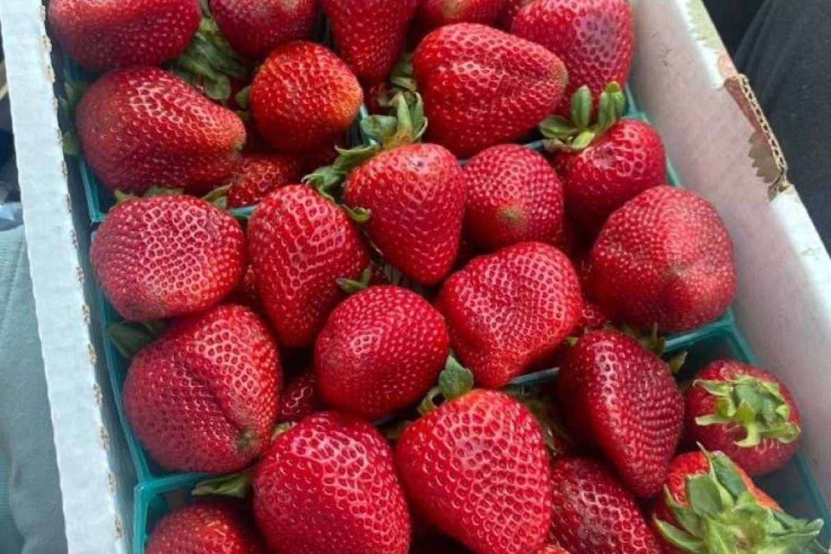 عکس وسایل برای اردو