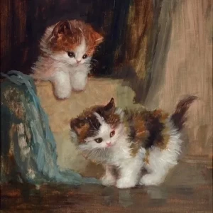 کاور