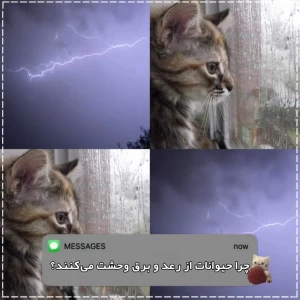 کاور