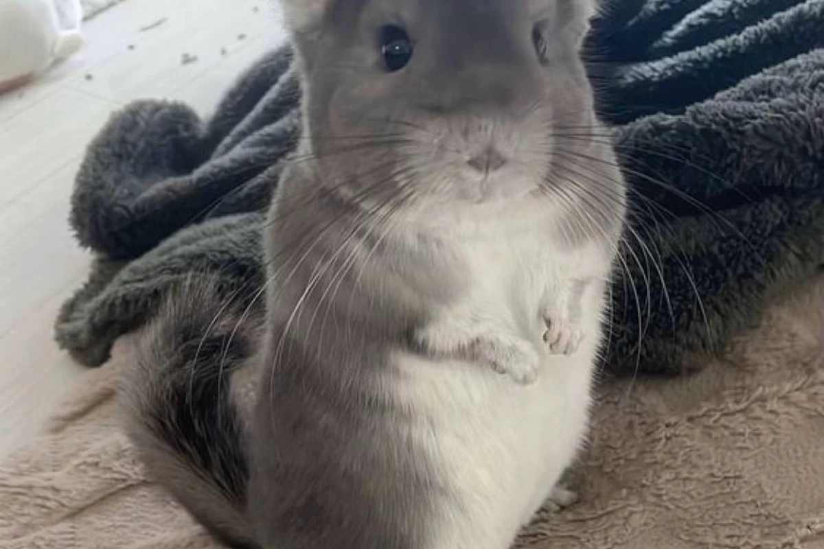 عکس فکت از چینچیلا ها