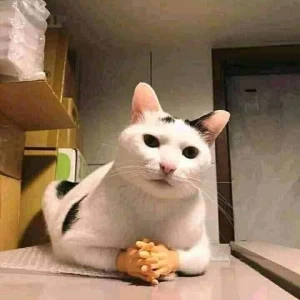 کاور