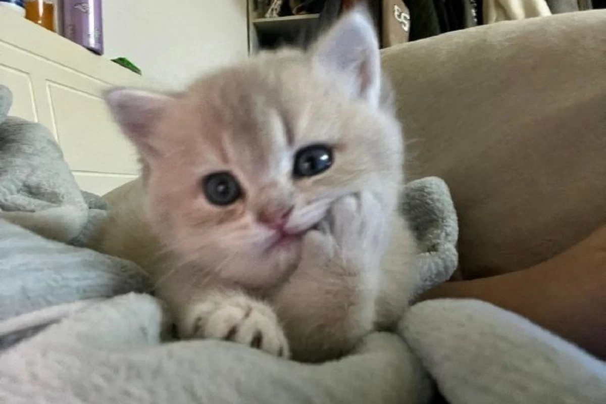 عکس سارسارو 👶🏻