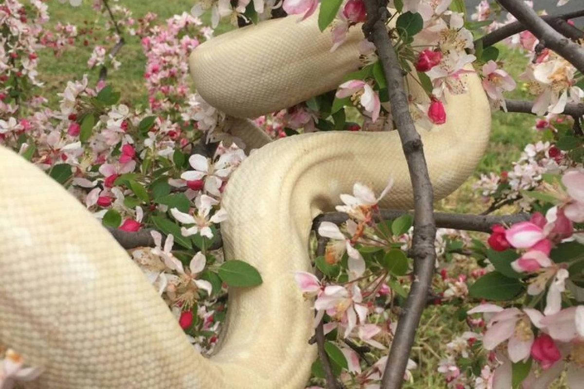 عکس اثر مار در سبد