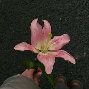 عکس بیوگرافی؟