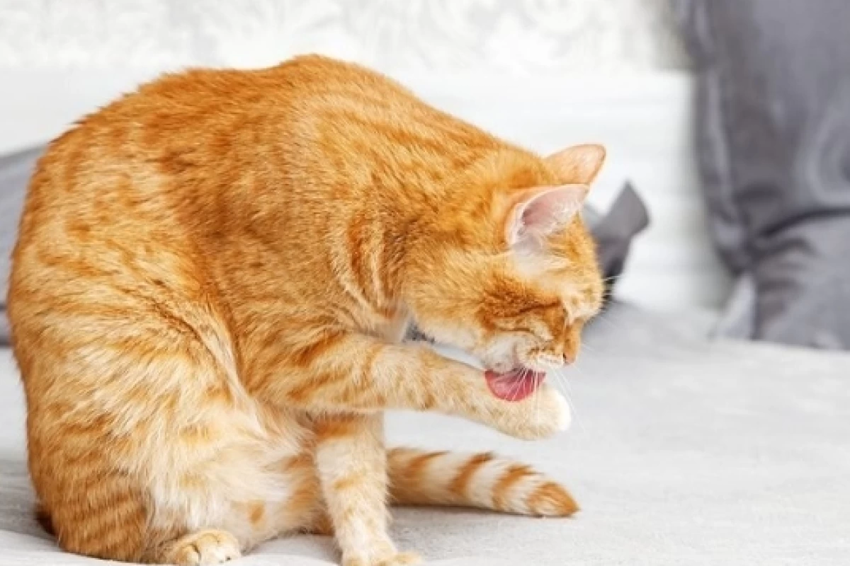 عکس چرا گربه ام بیش از حد خودش را لیس می زند؟