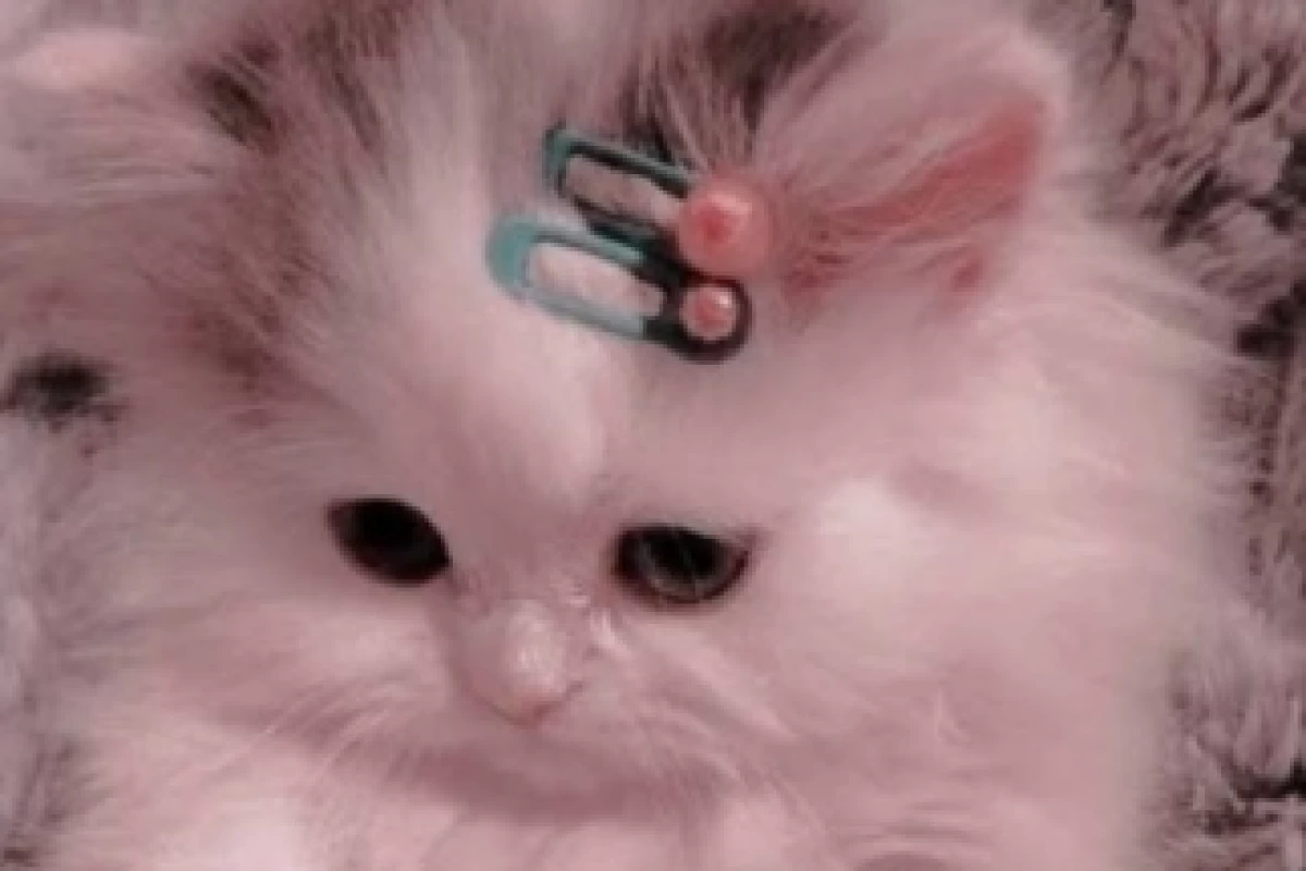 عکس انواع دوست