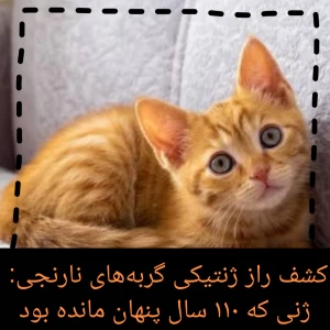 کاور