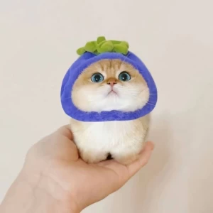 کاور