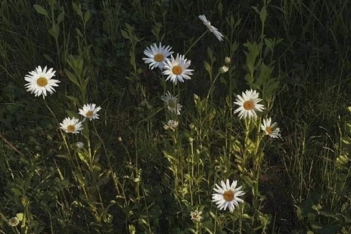 عکس آهنگایی که انگار حرف دل ما رو میزنن...