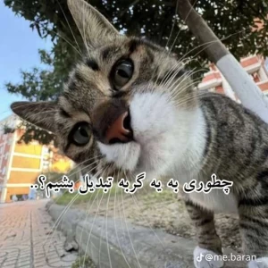 کاور
