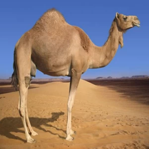 کاور