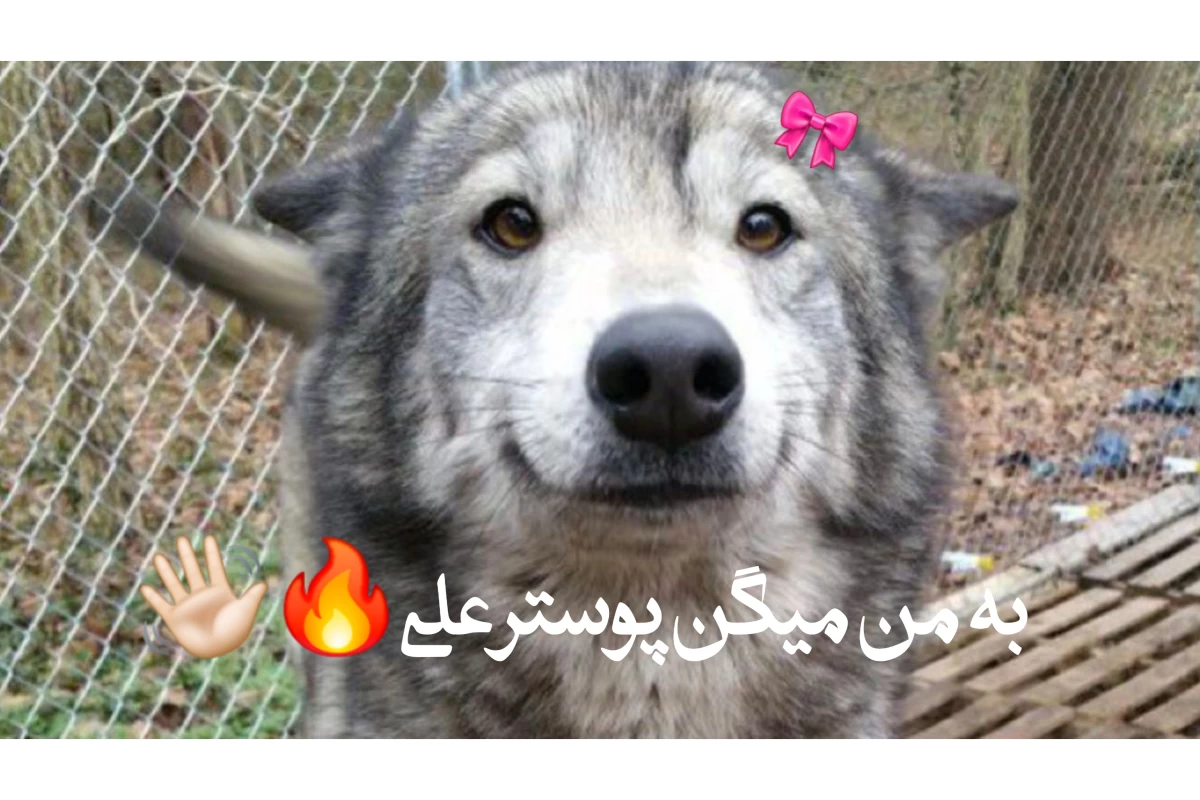 عکس تو دوسم نداشتی!