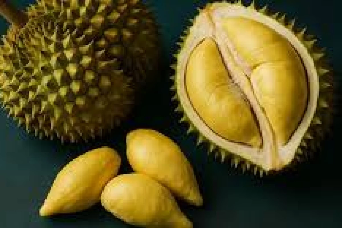 عکس دوریان پادشاه میوه های استوایی..؟