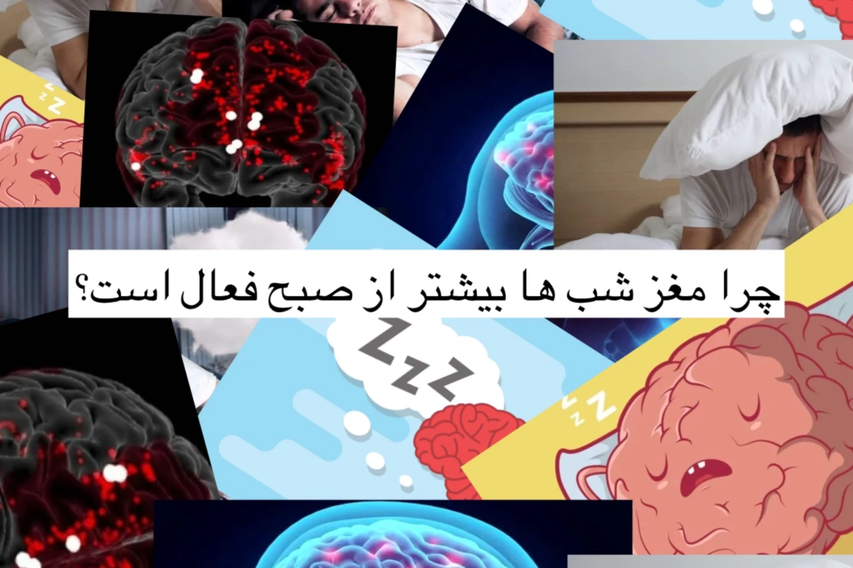 عکس چرا مغز ما شب ها بیشتر از صبح فعال است؟