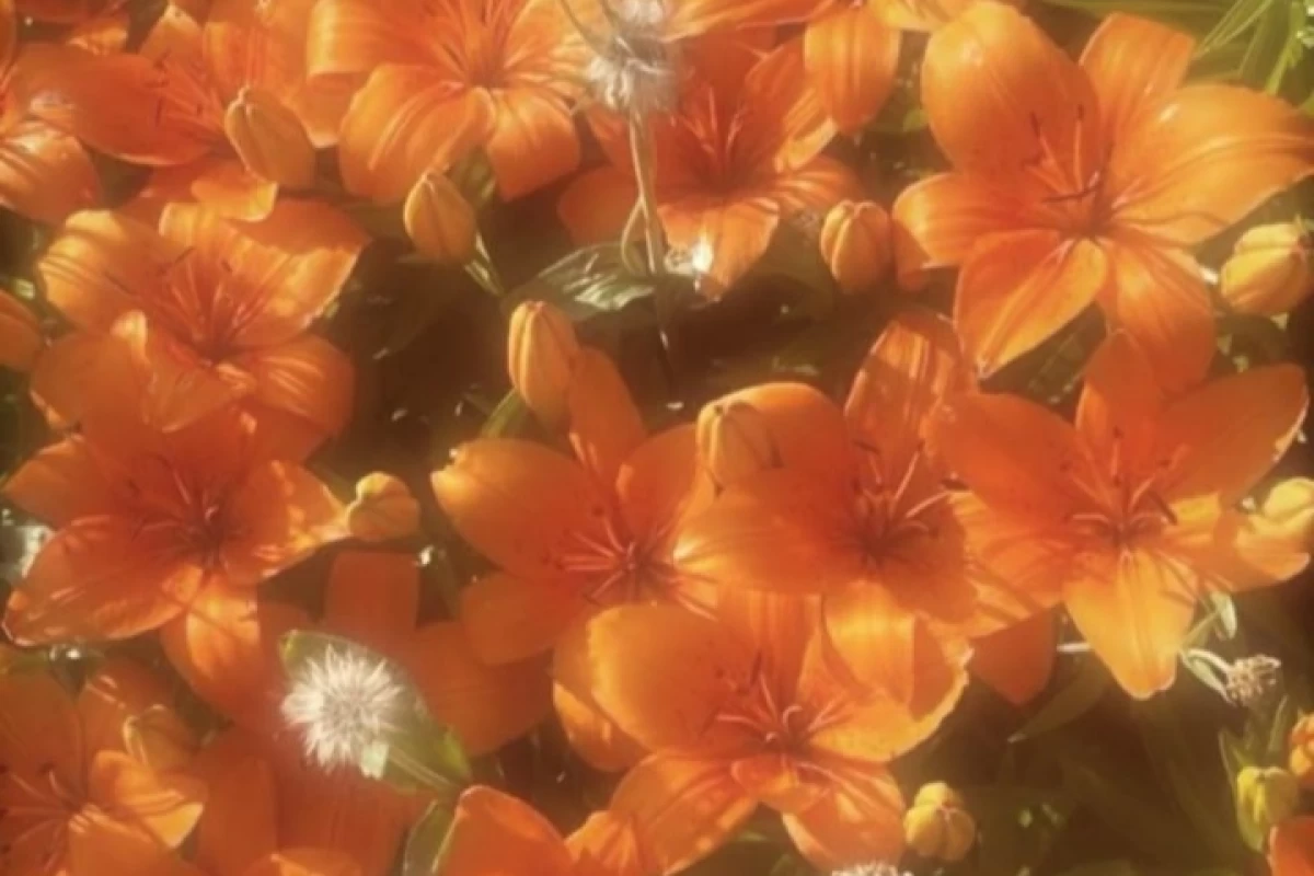 عکس اعضای اکسو به عنوان فیلم؟ (part4)