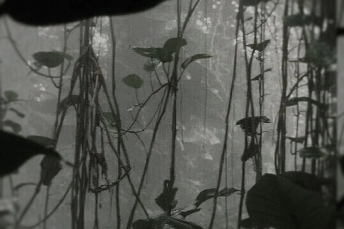 عکس یک روز با سدنا چجوریه؟