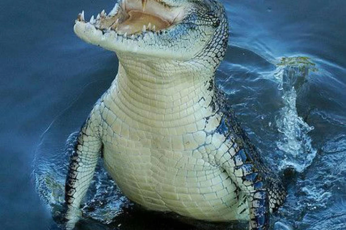 عکس فکت از کروکودیل ها