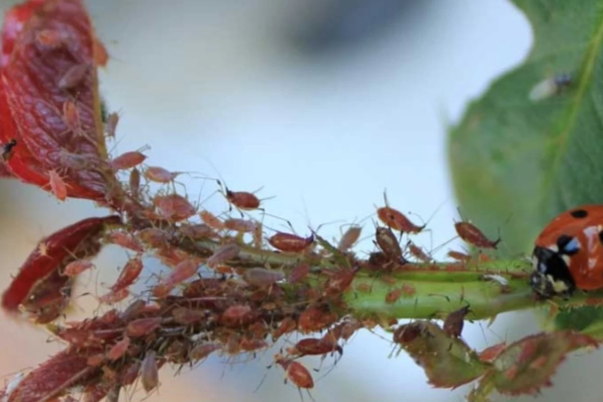 عکس "افت زمین های کشاورزی"