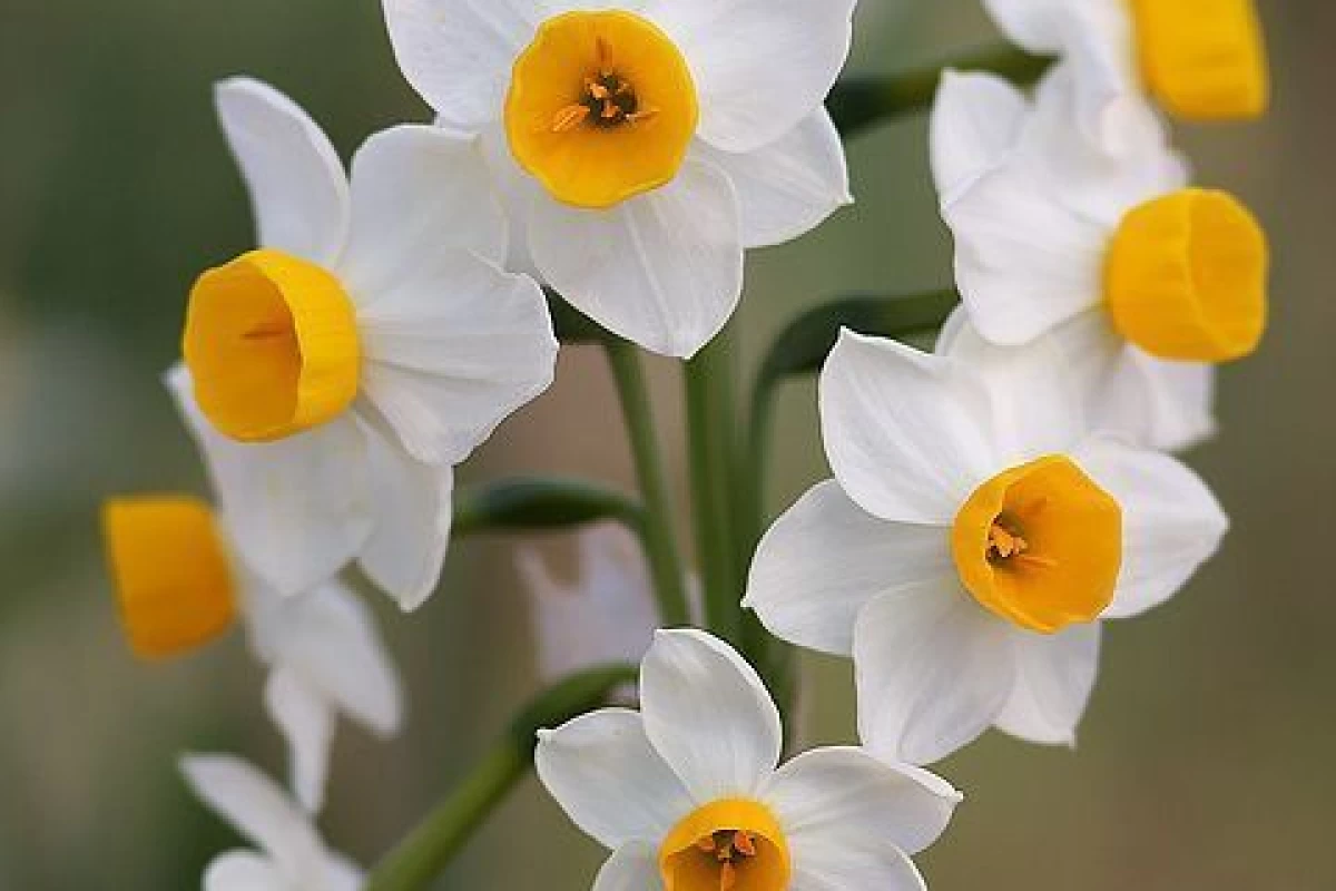 عکس توییت با طعم میراکلس