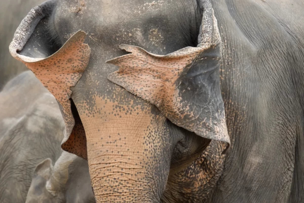 عکس بامزه ترین عکس های حیوانات