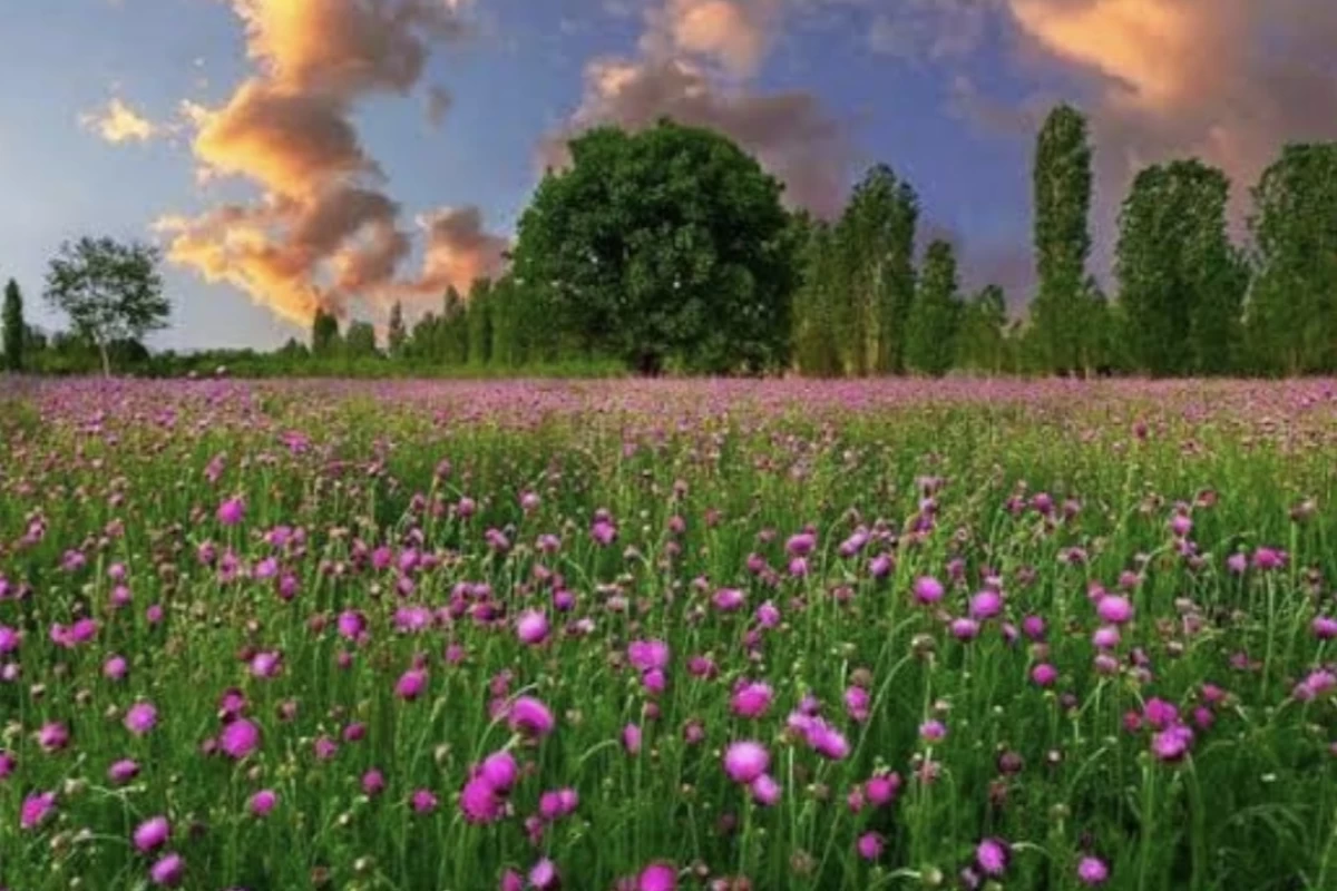 عکس ۴ حقیقت جالب درباره گیاه ها 🌱