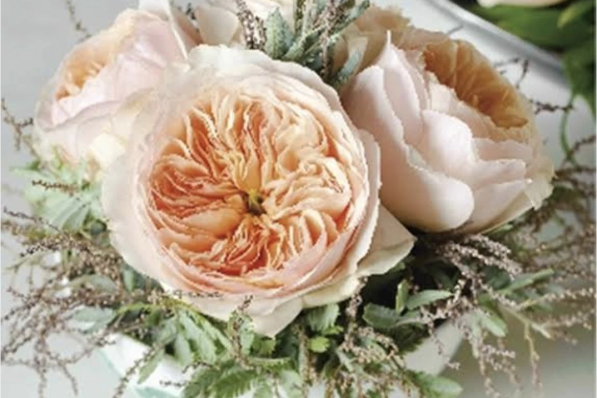 عکس رز ژولیت ؟؟؟؟