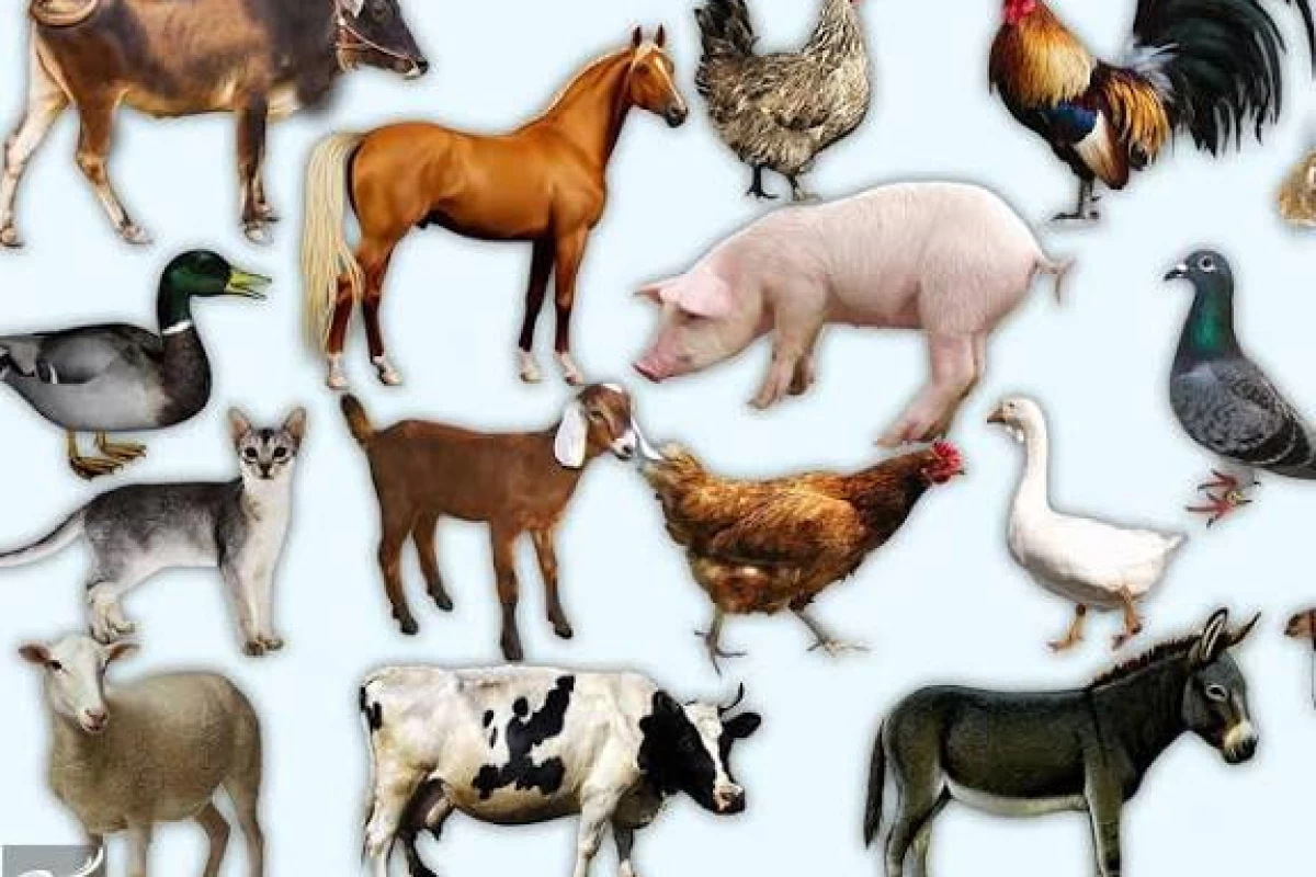 عکس 🐄انواع جانوران🦁