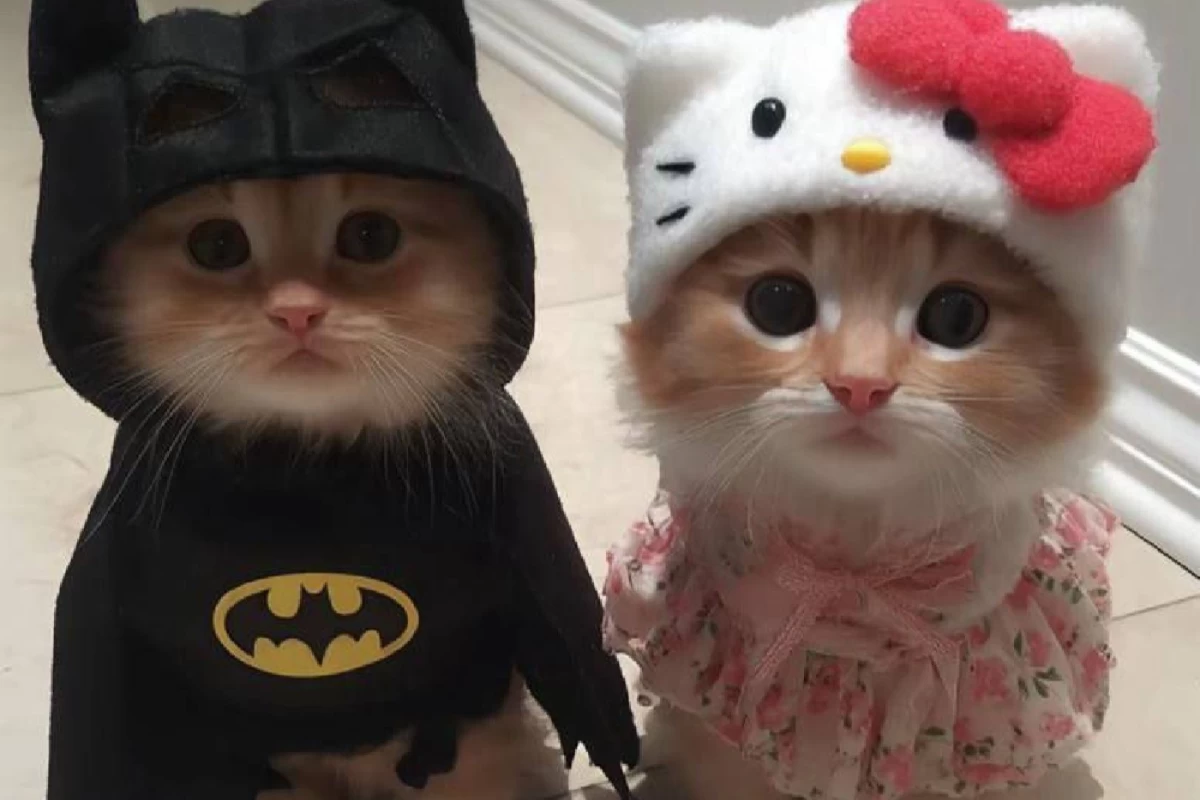 عکس چند تا فکت راجب گربه ها که عاشقانشونم نمی‌دونن!