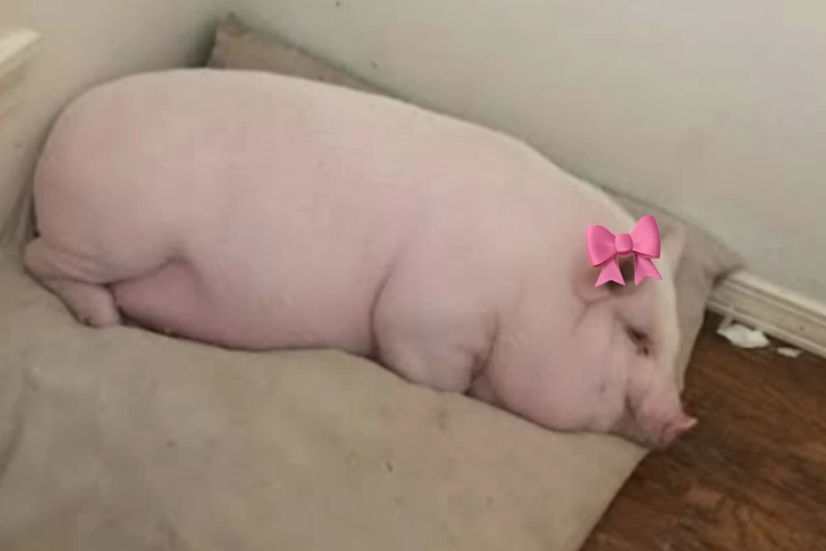 عکس ⭑تفاوت های کمونیسم و دموکراسی!