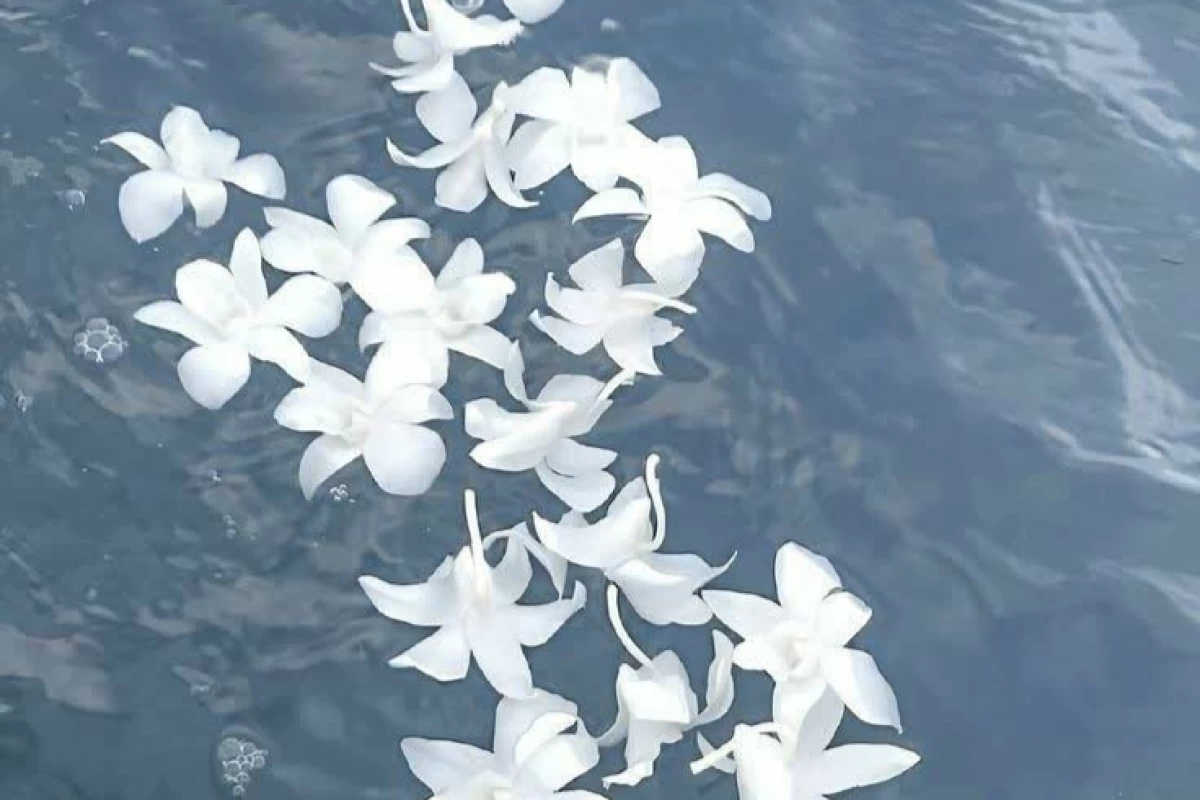 عکس راپونزل انیمه ای[فان]