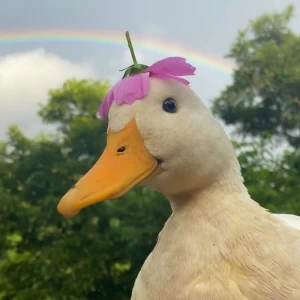 عکس فردی به نام دلقک