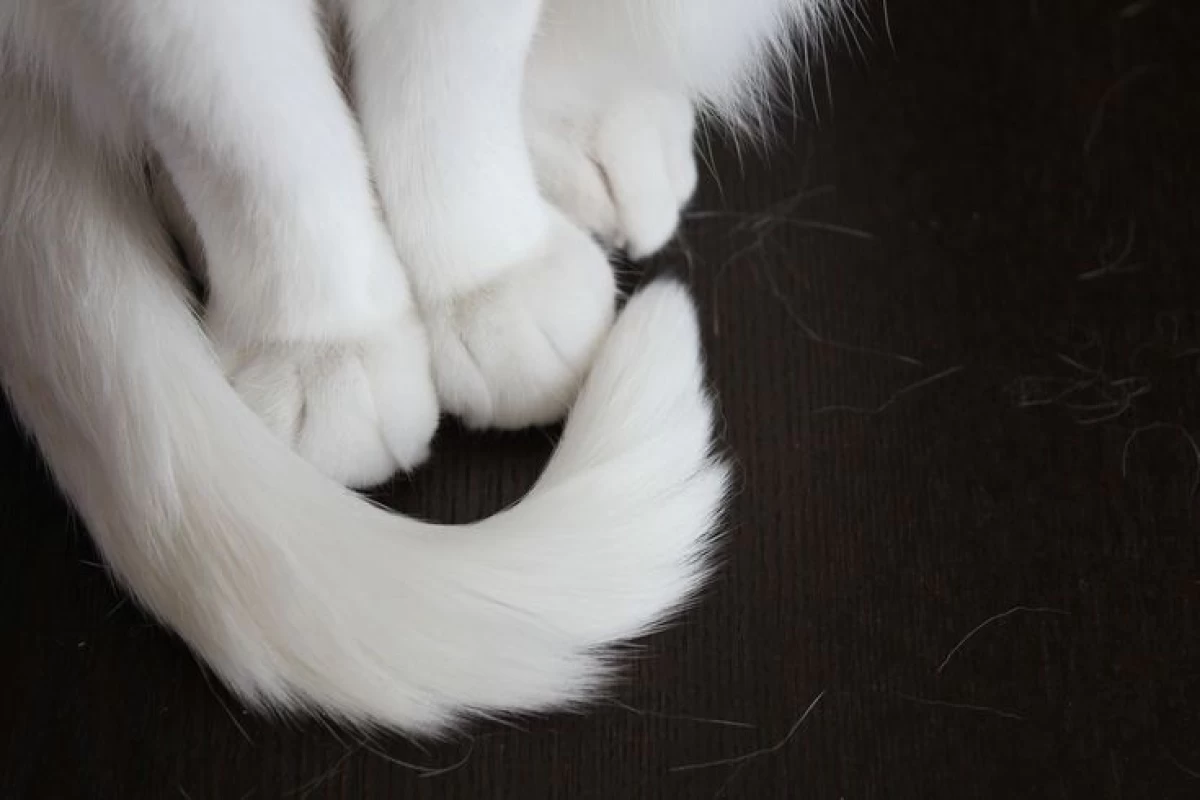 عکس یکشنبه‌ای با شیون