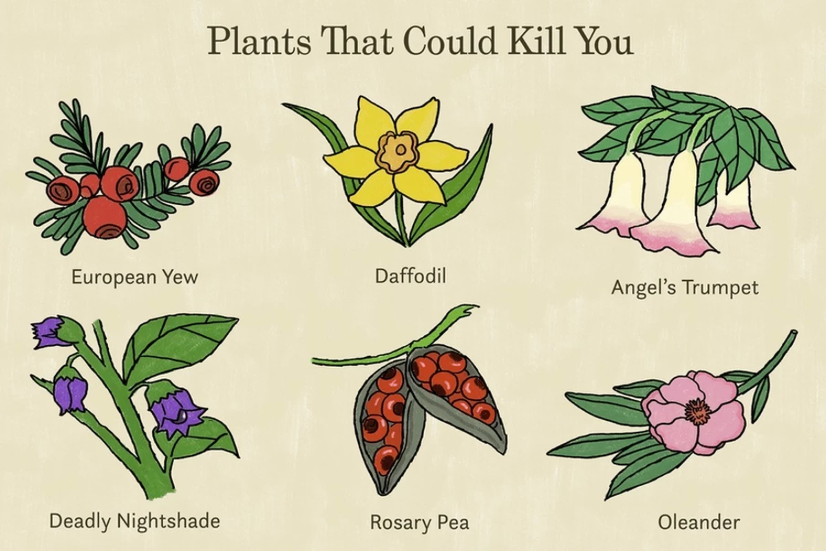 عکس گیاهان سمی‌ و خطرناک