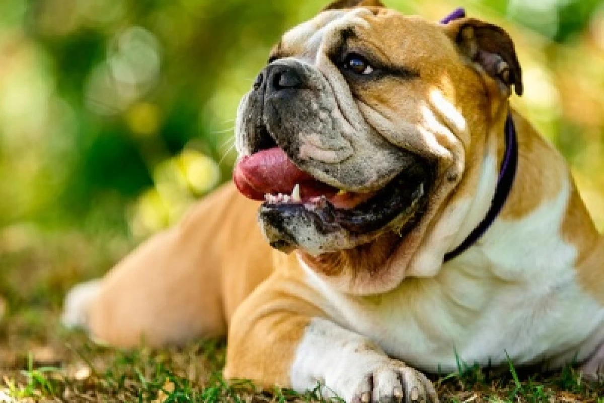 عکس 10 مورد از قوی ترین نژادهای سگ جنگی در جهان