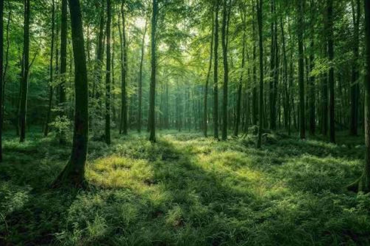 عکس چرا بعضی از حیوانات می‌تونن اعضای بدنشون رو دوباره رشد بدن؟