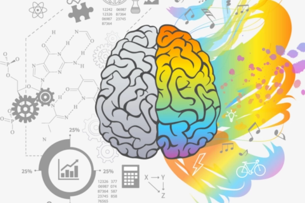 عکس چپ مغز هستید یا راست مغز؟