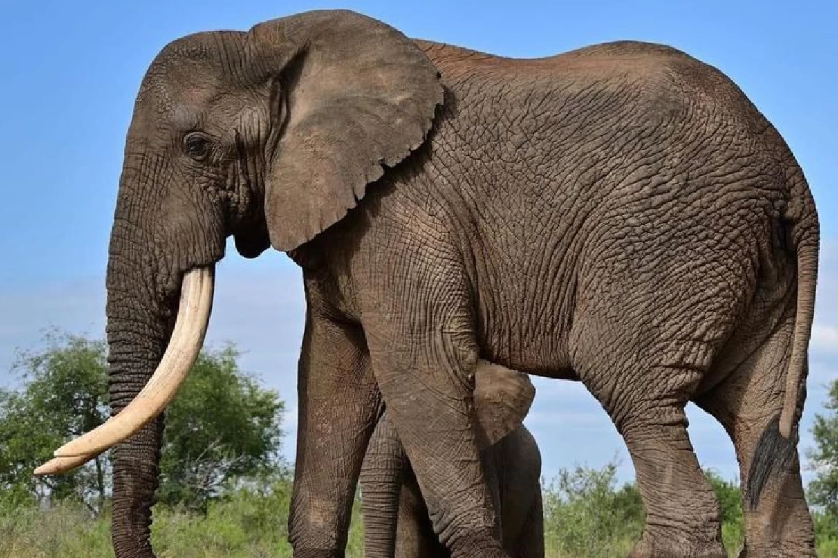 عکس ضریب هوشی حیوانات مختلف چقدره؟