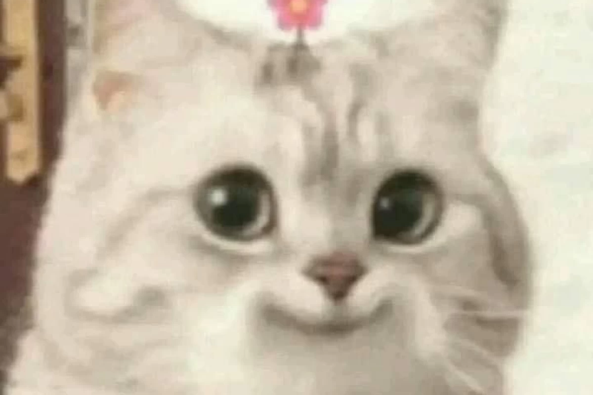 عکس میمستان پارت اول☆¤