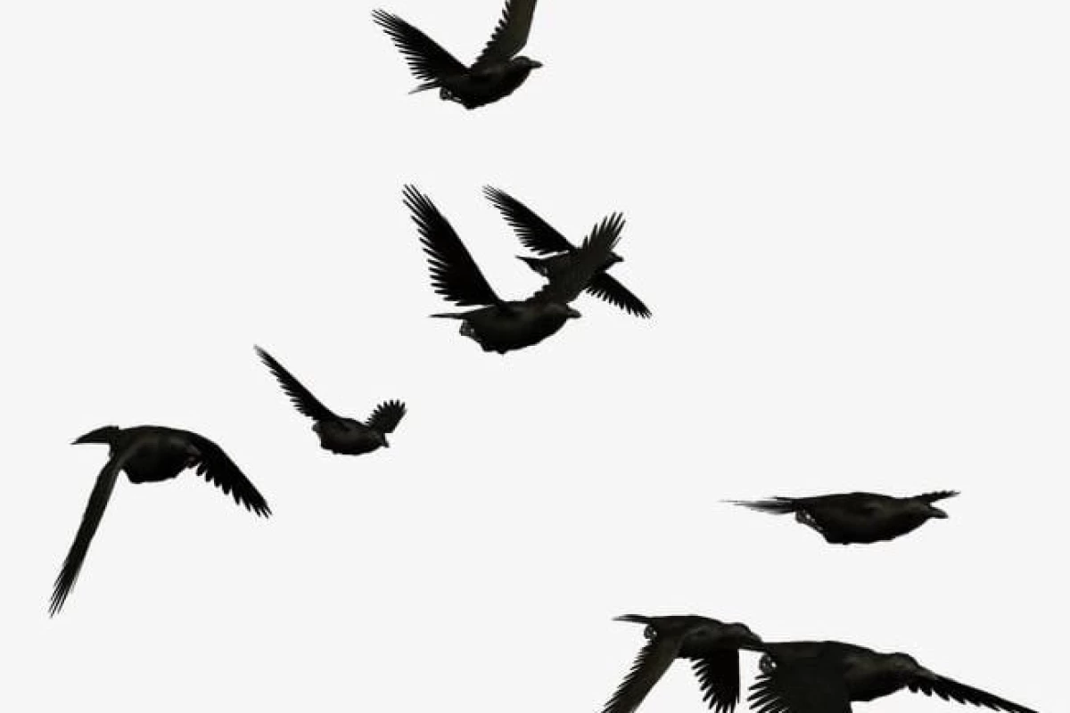 عکس شش کلاغcore2