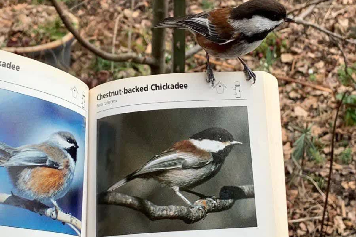 عکس کتاب های فانتزی