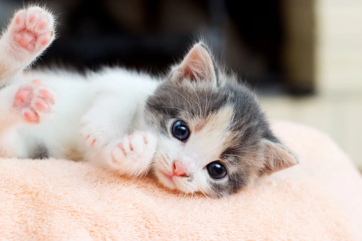 عکس آموزش اجتماعی کردن بچه گربه