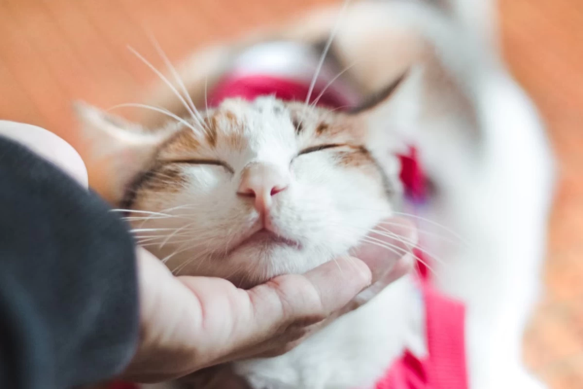 عکس نقاط حساس برای نوازش گربه ها