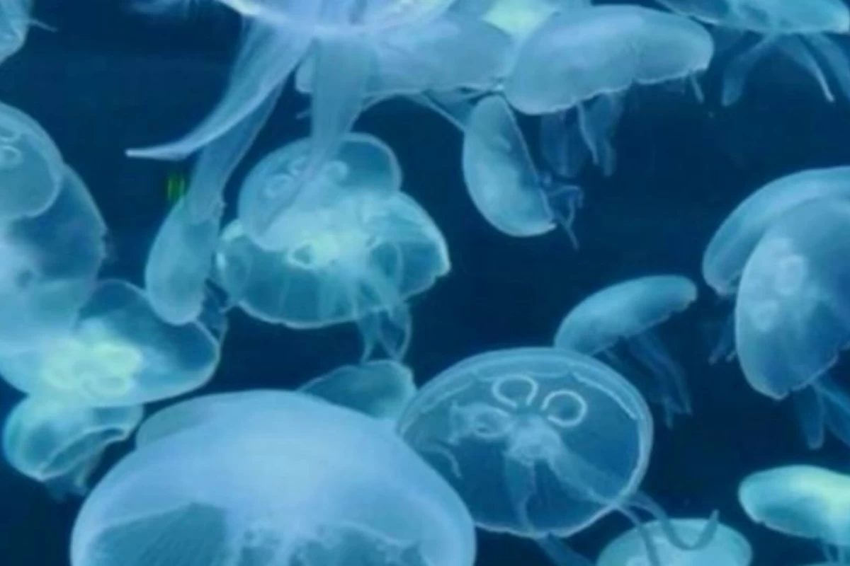 عکس خب به آیدلم رفتم!