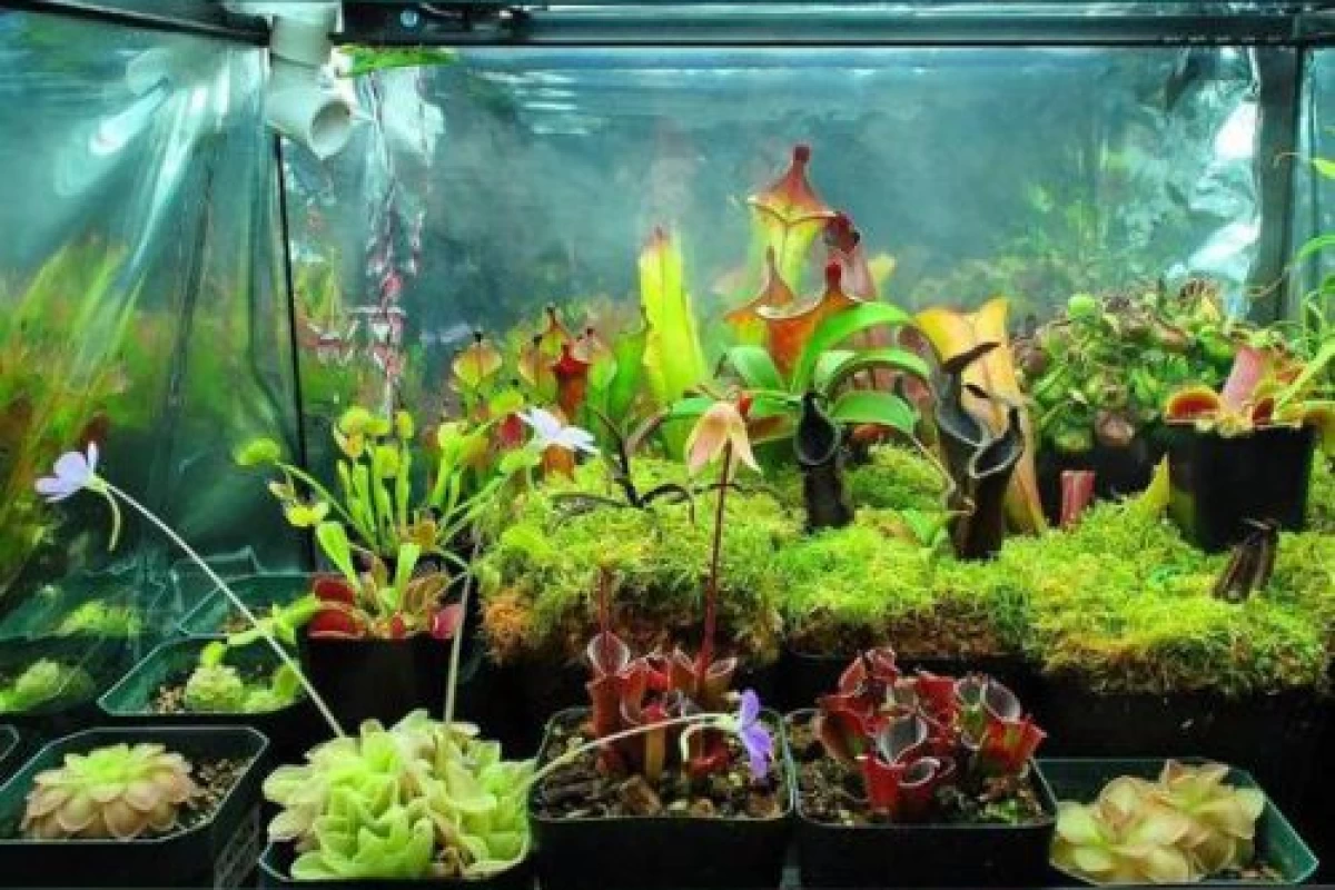 عکس گیاهان گوشتخوار